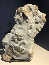 Leioceras opalinum; große Ammonitenstufe; Altfund aus Heiningen; Dogger alpha