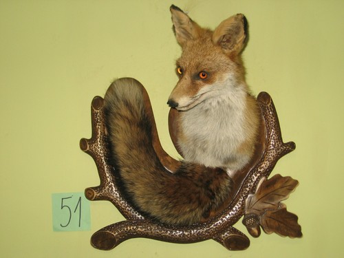 Fuchs kopf präparat - kopf,