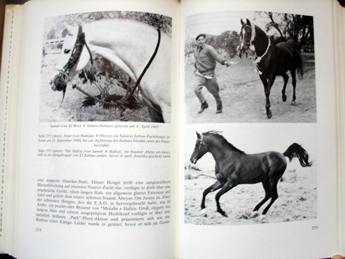Klassische arabische pferd - arabische, *
