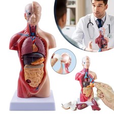 Anatomie Modell Torso