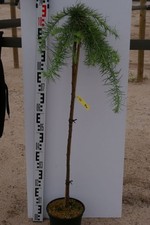 Hochstamm japanische - hochstamm,