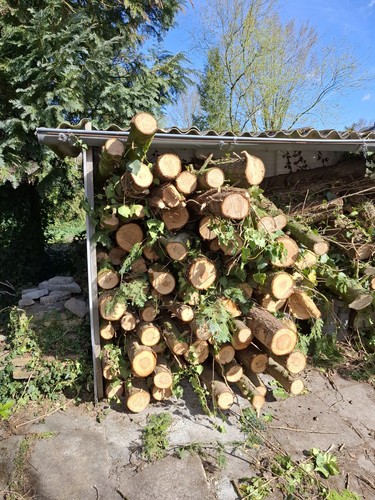 Frisches brennholz stammholz - frisches,