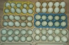 60 Echte ausgeblasene Hühnereier Grün Ostern Tolle Osterdeko Deko