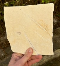 GARNELE Solnhofen Plattenkalk