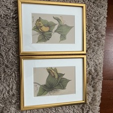 Bruno Bruni Orchidee 1 Und 2