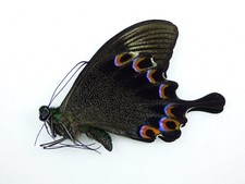 Papilio arjuna gedeensis