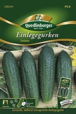 EINLEGEGURKEN "COSIMA" Samen