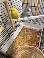 Vogel Spiegel Hängen