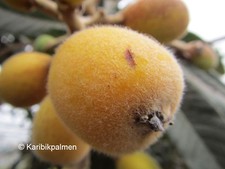 Eriobotrya japonica -