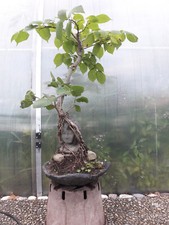 Outdoor Bonsai Buddha Büste Linde Tilia Schneeball Angkor Wat Style