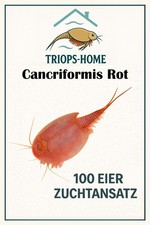 Triops Cancriformis Rot