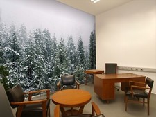 Schnee kiefer wald q2685 - kiefer,