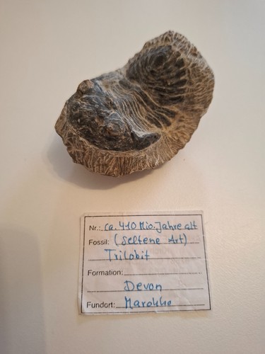 Trilobit fossil devon ca - |,