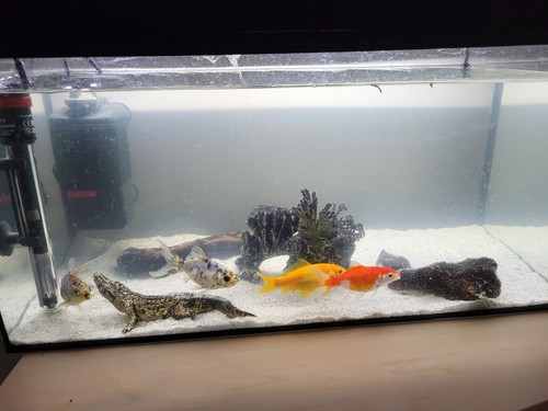 Eheim aquarium becken aus - eheim,