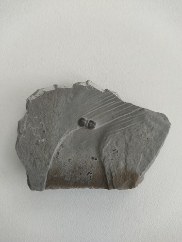 Trilobit peronopsis - trilobit,