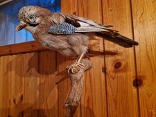 Eichelhäher Präparat Vogel