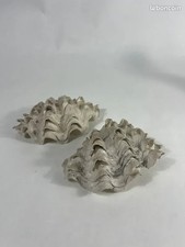 Original Vintage Riesenmuschel