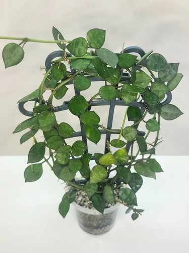 Hoya lacunosa little - lacunosa, ‘my