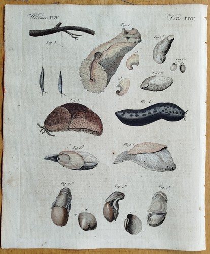 Würmer schnecke bertuch - würmer,