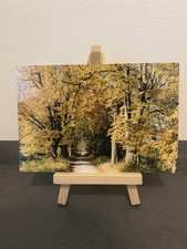 Vintage Postkarte Waldweg im