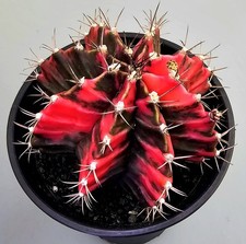 Schöner Ausgefallener