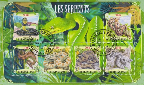Schlangen burkina faso - schlangen,
