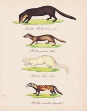 Marder marten Iltis polecat