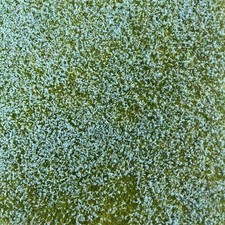 Blühendes Flachsfeld blau -