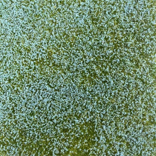 Blühendes flachsfeld blau - blühendes,