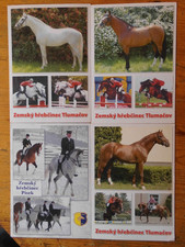 Pferdepostkarte AK Postkarte