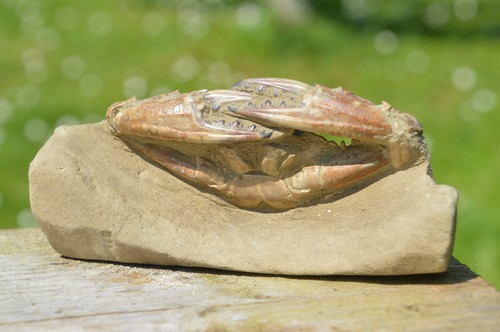 Schöne grosse seltene fossile - grosse,