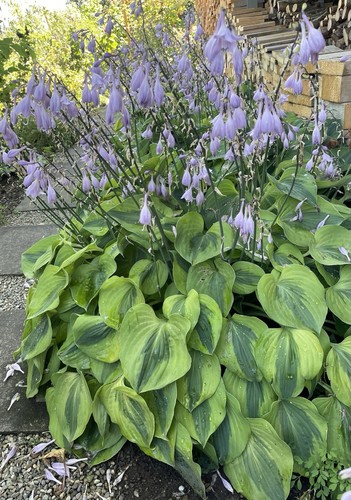 Funkie hosta luna moth - ´luna, moth`
