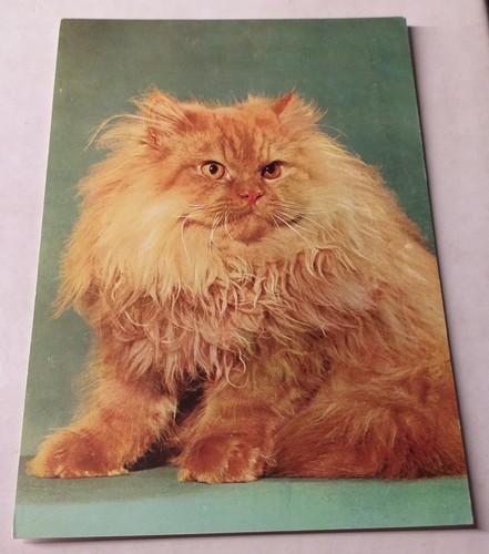 Perserkatze persian cat - perserkatze,