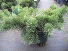 Pinus mugo Krauskopf -