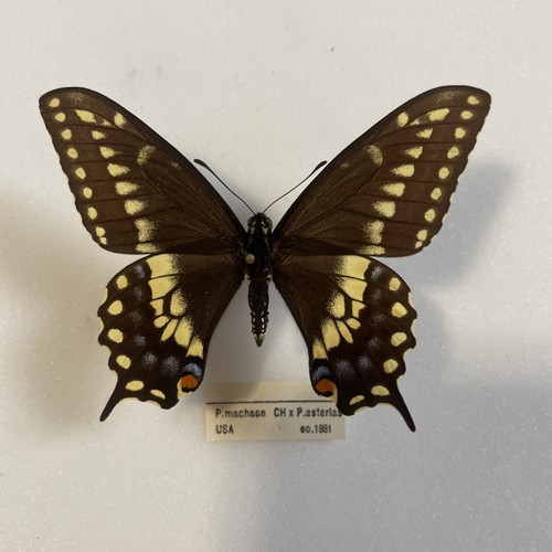 Entomologie papilio machaon - machaon, x