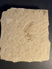 Versteinerung Fossilien Fische