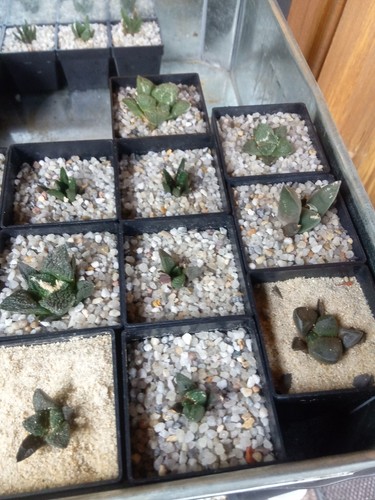 Ariocarpus jungpflanzen - ,,