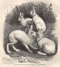Alpenhase  Nordischer Schneehase Nager Hase  Lepus timidus  Holzstich von 1914