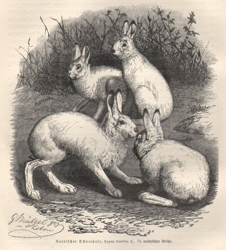 Alpenhase nordischer - ,