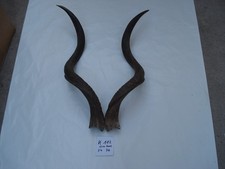 Kudu Hörner Antilope