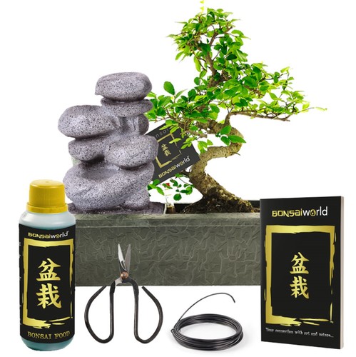 Bonsai baum form - s-form, zen