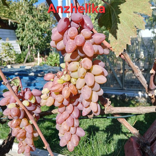 Weintrauben rosa kerne - rosa,