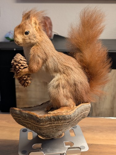 Präpariertes eichhörnchen - präpariertes,