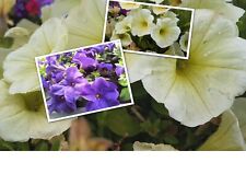 Petunien * Nr. 15 * Mix * Petunia * 50  Blumensamen * handverlesen