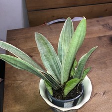 Bogenhanf Sansevieria hahnii Diamond silver (?) Pflanze