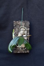 Phalaenopsis chibae Orchidee