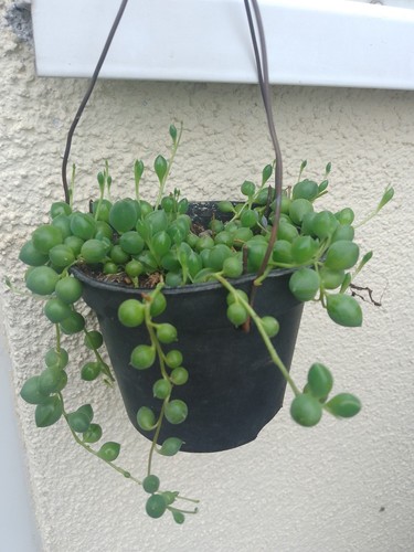 Senecio rowleyanus - ,