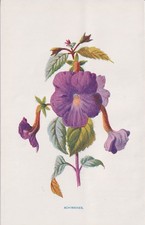 1897 Antique Botanical