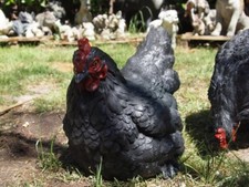 Huhn Figur Deko Figur pickend