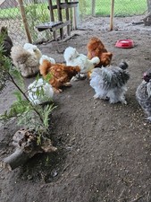 20 BE gemischt Seidenhühner (